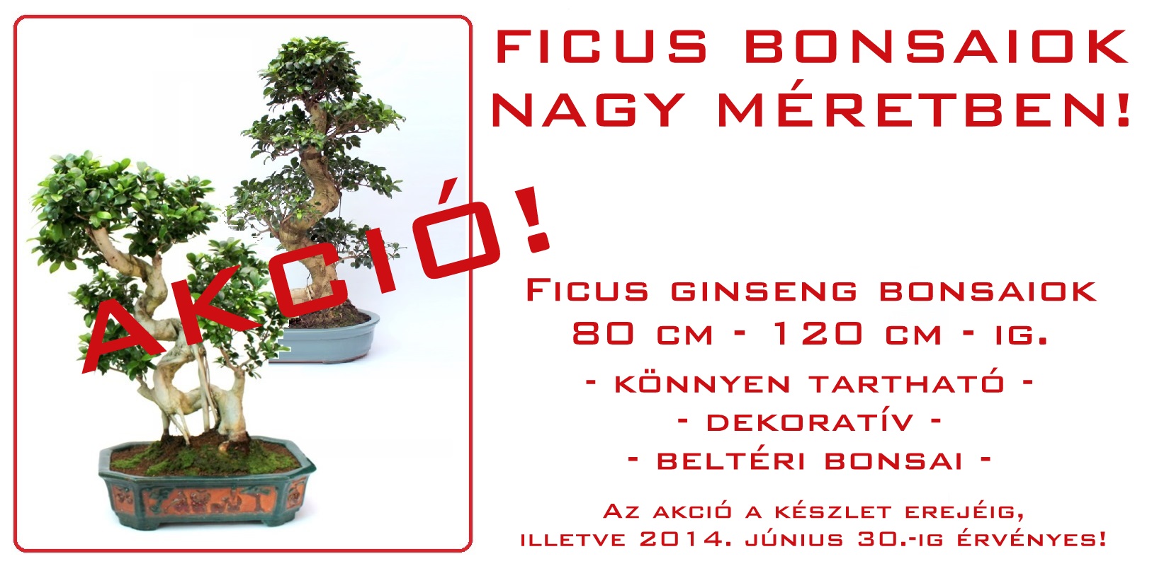 belteri bonsai szoba bonsai ficus ulmus carmona serissa es mas bonsaj fa kinalat rendelheto vasarlasi lehetoseg